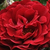 Red - Bed and borders rose - polyantha - Draga™